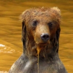 GRIZZLYBEER GRIZZLYBEER