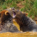 GRIZZLYBEREN GRIZZLYBEREN