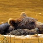 GRIZZLYBEER GRIZZLYBEER