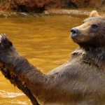 GRIZZLYBEER GRIZZLYBEER