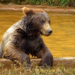 GRIZZLYBEER GRIZZLYBEER