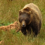 GRIZZLYBEER GRIZZLYBEER