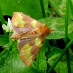 KOPERUIL KOPERUIL