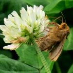 KOPERUIL KOPERUIL