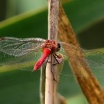 RODE LIBELLE RODE LIBELLE