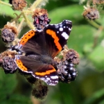 ATALANTA ATALANTA