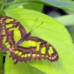 MALECHIETVLINDER MALECHIETVLINDER