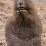 PRAIRIEHONDJE PRAIRIEHONDJE