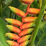 BROMELIA BROMELIA