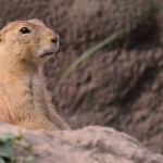 PRAIRIEHONDJE PRAIRIEHONDJE