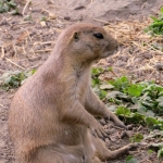 PRAIRIEHONDJE PRAIRIEHONDJE
