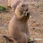 PRAIRIEHONDJE PRAIRIEHONDJE
