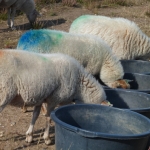 Dorst Dorst