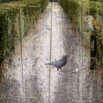 Crow and owl Crow and owl