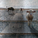 Lam & stier Lam & stier