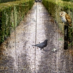 Crow and owl Crow and owl