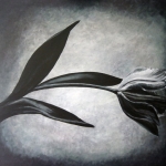 Tulp Tulp