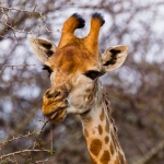 giraffe giraffe