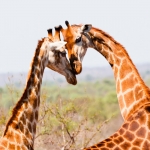 giraffe giraffe