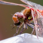 heidelibelle heidelibelle