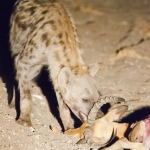 Hyena Hyena
