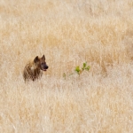 Hyena Hyena