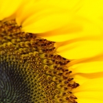 zonnebloem zonnebloem