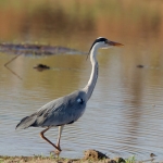 reiger reiger