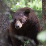 grizzly grizzly