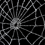 Web Web