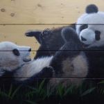 Spelende pandaberen Spelende pandaberen