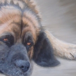 Leonberger Leonberger