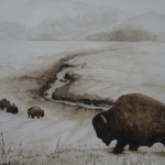 Bisons Yellowstone National Park, winter scene 2