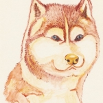 Siberische husky Siberische husky