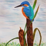 IJsvogel IJsvogel