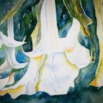 Trompetbloem, Brugmansia Trompetbloem, Brugmansia