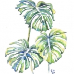 Monstera deliciosa Monstera deliciosa