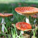 paddenstoelen paddenstoelen