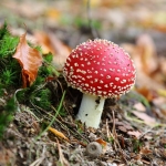 rood met witte stippen rood met witte stippen