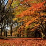 herfst 2 herfst 2