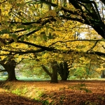herfst 3 herfst 3