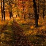 herfst 5 herfst 5