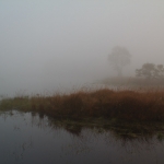 mist mist