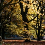 herfst 4 herfst 4
