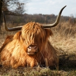 1 schotse hooglander 1 schotse hooglander