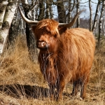 2 schotse hooglander 2 schotse hooglander