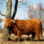 3 schotse hooglander 3 schotse hooglander