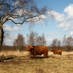 4 schotse hooglander 4 schotse hooglander