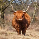 5 schotse hooglander 5 schotse hooglander