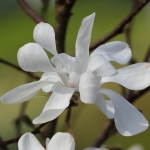 bloem 3 bloem 3